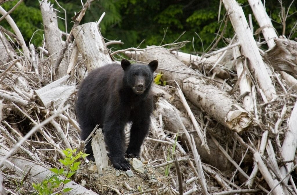 Environmental Discoveries: Unveiling the Impacts of Climate Change on Ecosystems