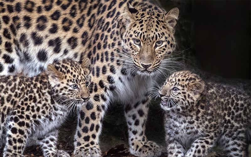 Trionfo della Conservazione della Fauna Selvatica: Il Recupero Straordinario del Leopardo dell’Amur