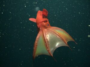 Mariana snailfish