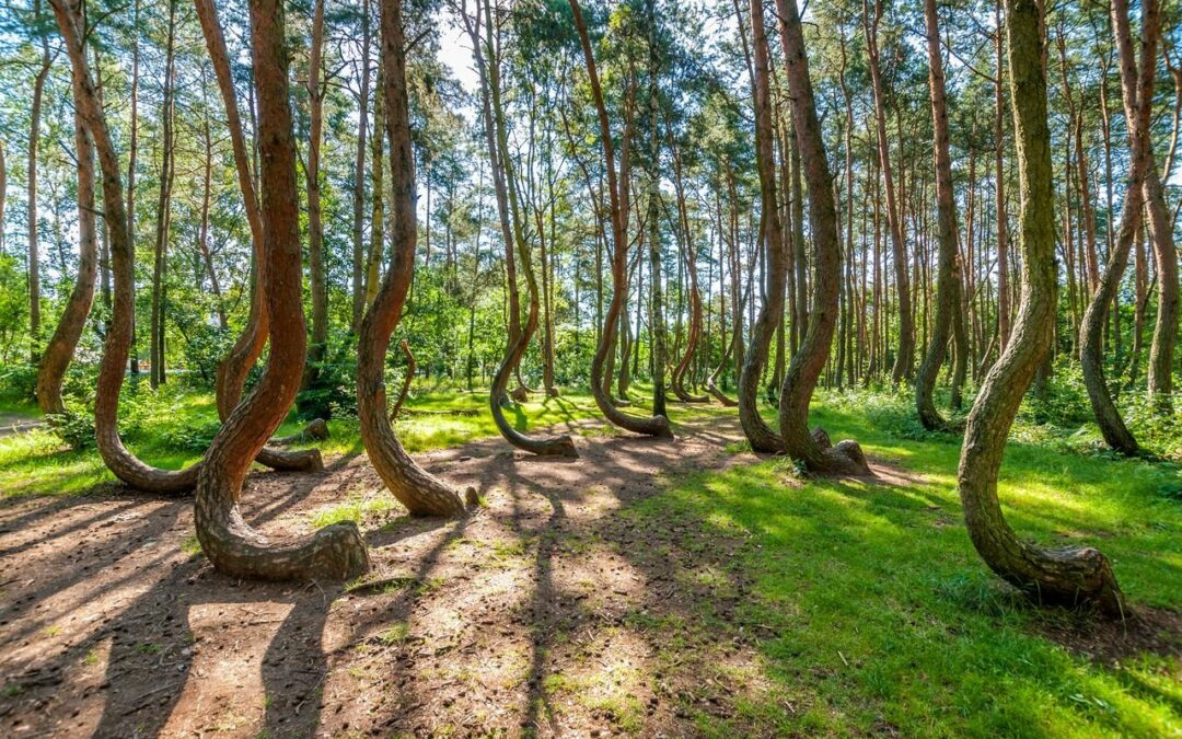 Scopri la Misteriosa Foresta Storta in Polonia