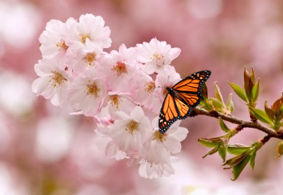 Butterfly Conservation Efforts in Michigan: A Hopeful Revival for Endangered Species