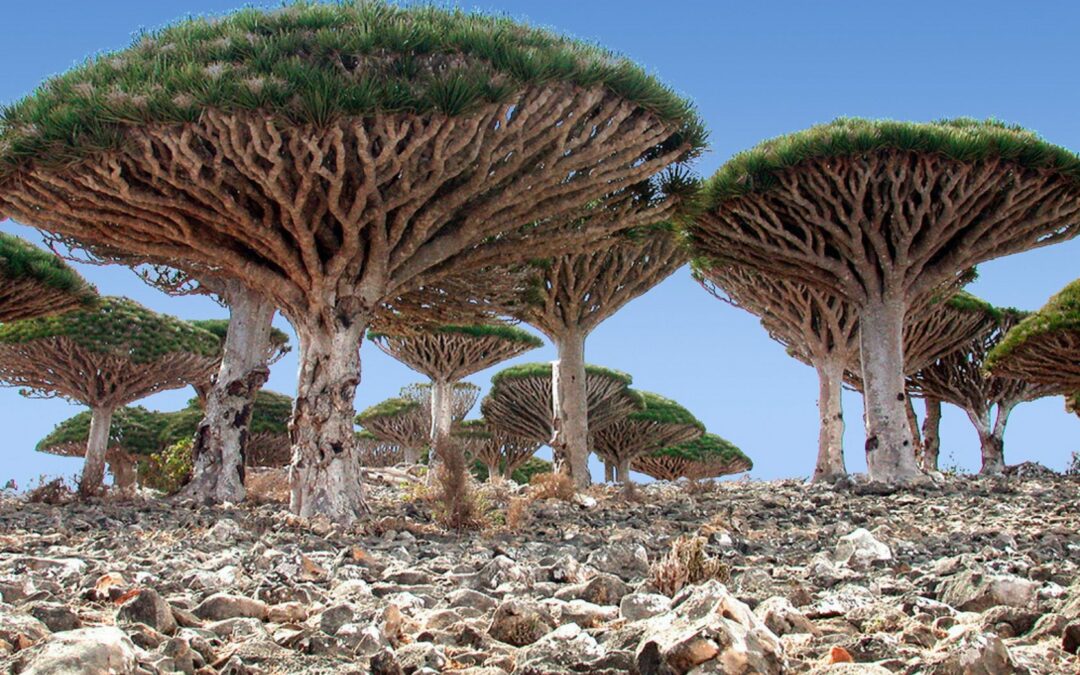 Isola di Socotra, Yemen: Il Paradiso Più Alieno della Terra