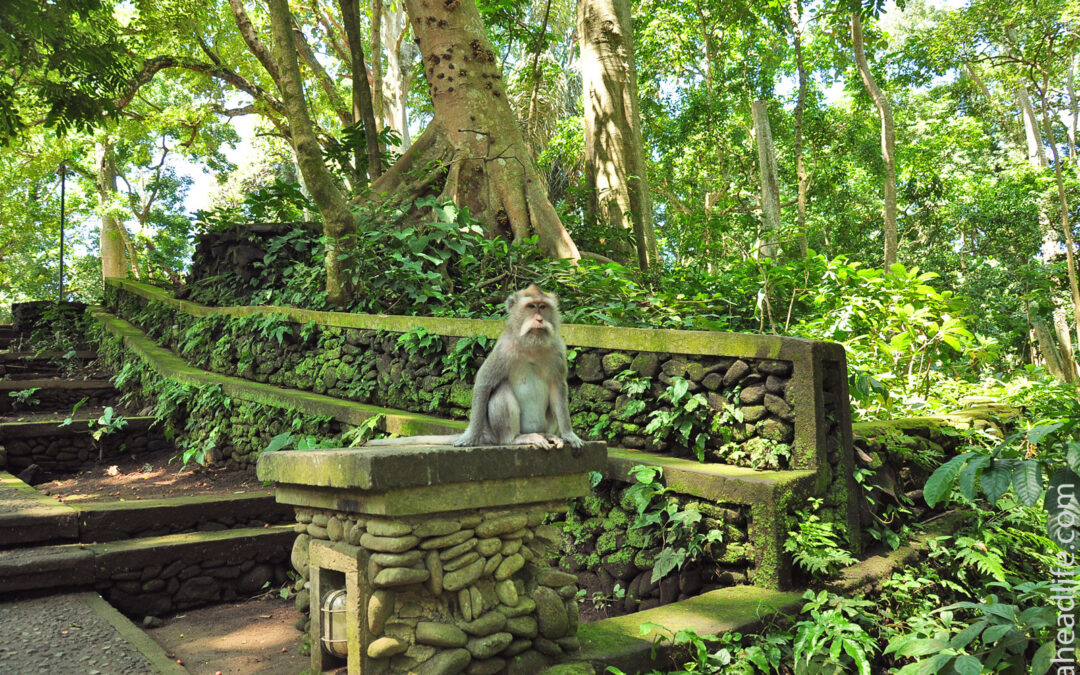 Foreste Sacre di Bali: Esplorando il Significato Spirituale ed Ecologico