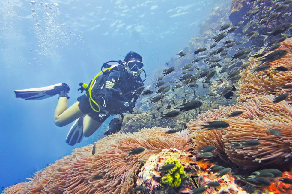 Best Scuba Diving Spots in Thailand: From Phuket to Koh Tao