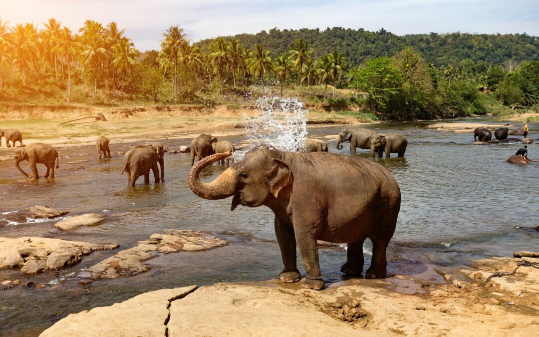 Incontri con la Fauna in Thailandia: Santuari Etici degli Elefanti e Tour della Fauna Selvatica