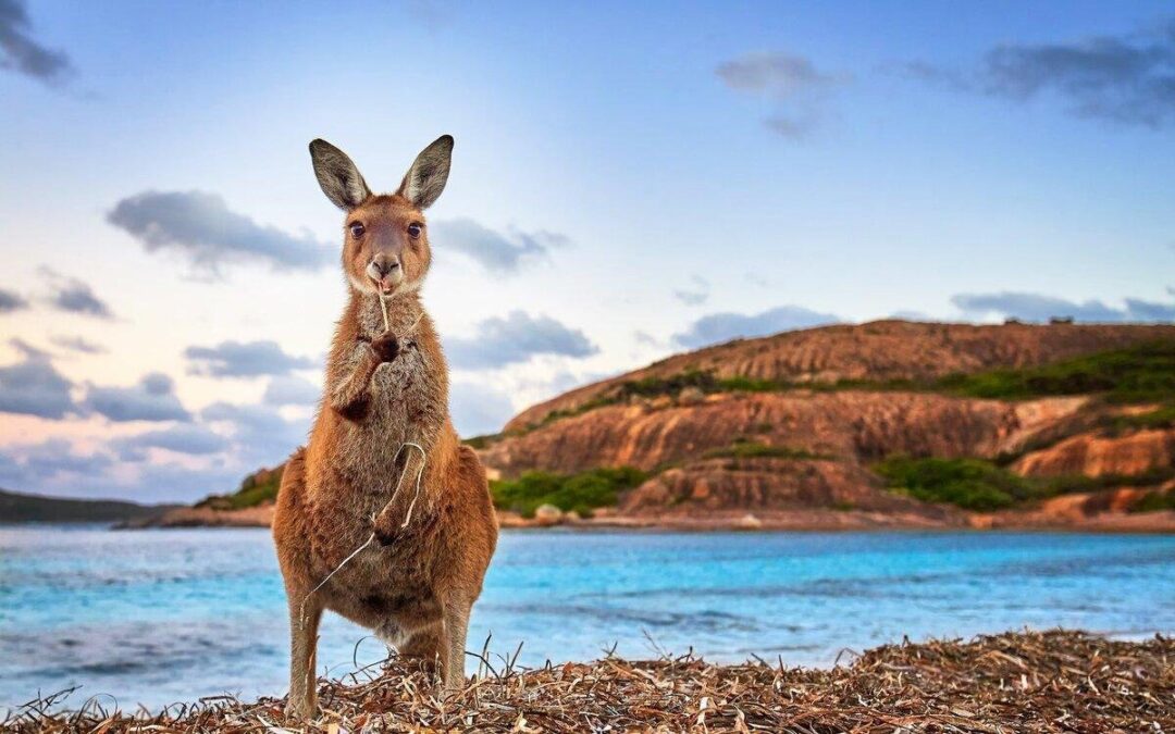 Sydney’s Kangaroos: Meeting Australia’s Iconic Wildlife Up Close