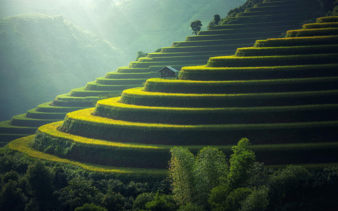 Le Risaie di Bali: Bellezza Naturale e Patrimonio Agricolo