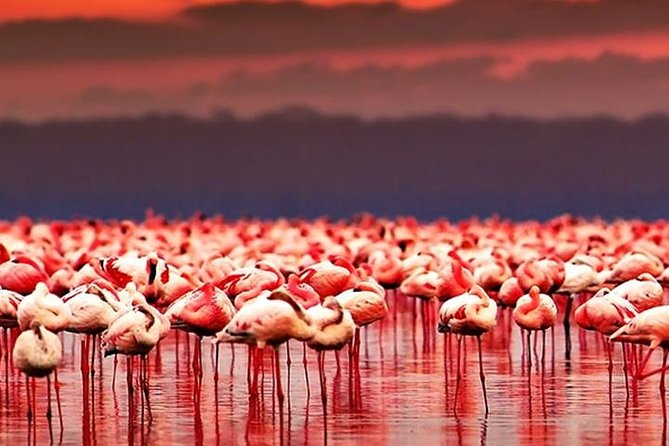 Lake Natron: Tanzania’s Mysterious Mummifying Lake