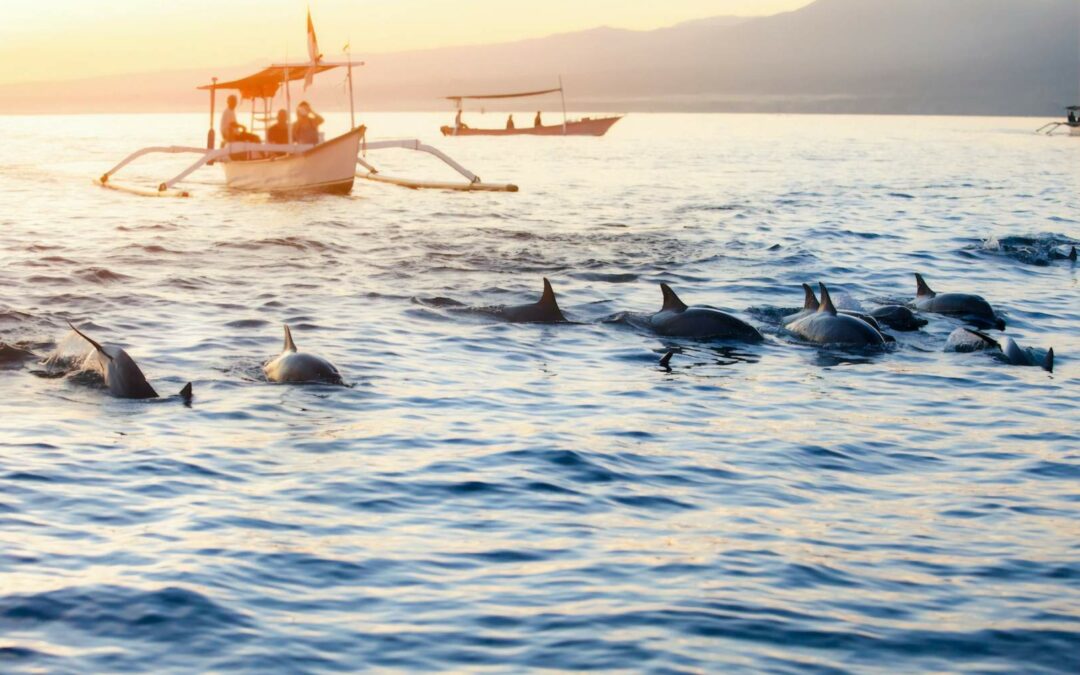 Lovina: Swimming with Dolphins in Northern Bali