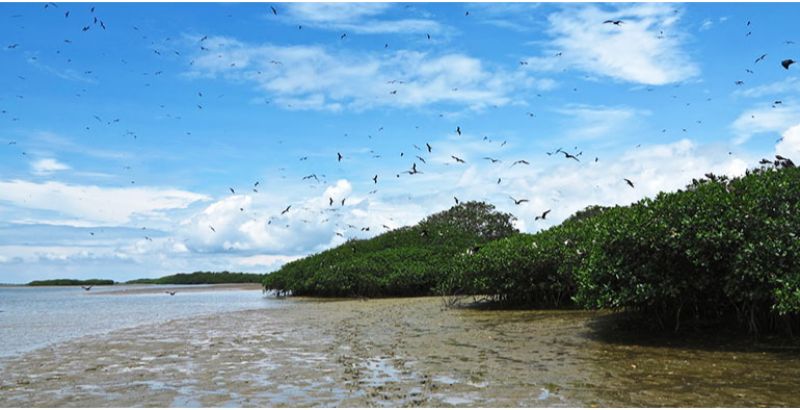 Hiking to the Mangroves of Puerto Pizarro – A Scenic Journey into Nature’s Hidden Gem