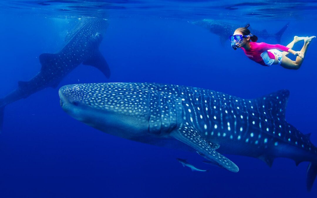 Swimming with Whale Sharks: Cancun’s Ultimate Wildlife Experience